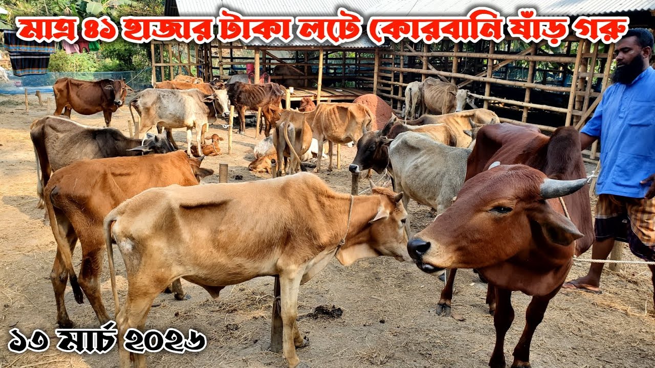 839- মাত্র ৪১ হাজার টা'কা লটে কোরবানি উপযোগী ষাঁড় গরু | ১৩ মার্চ ২০২৬ | নগর বাংলা টিভি