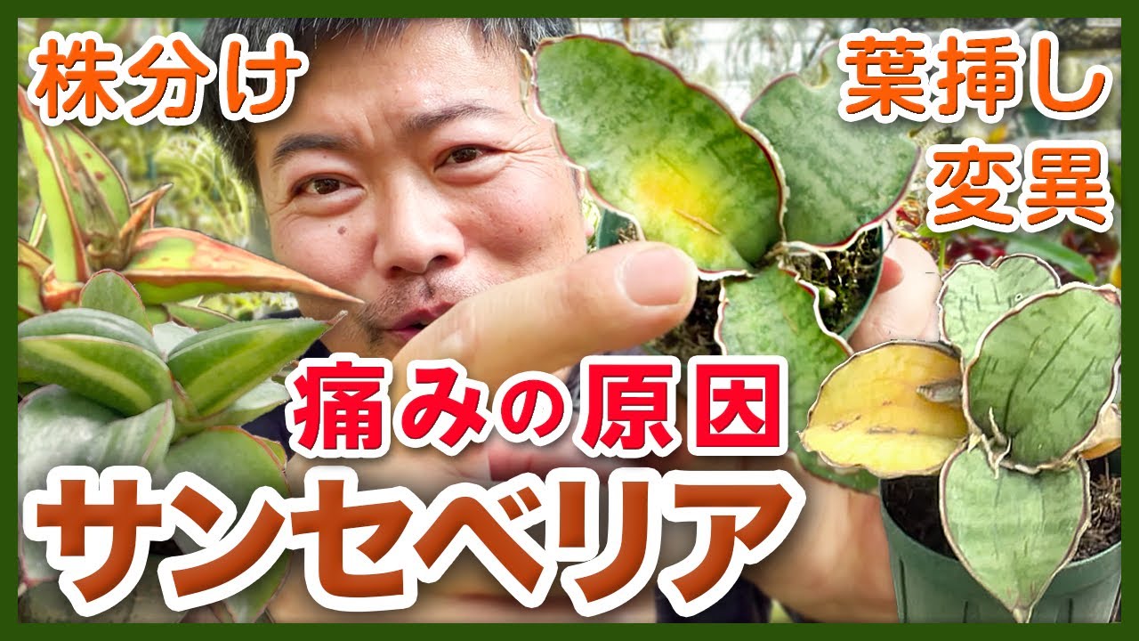 【観葉植物】サンセベリアの葉が傷む原因はこれ！黄色いシミや斑点