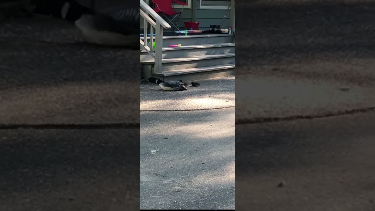 loons can not walk on land, they Hop!