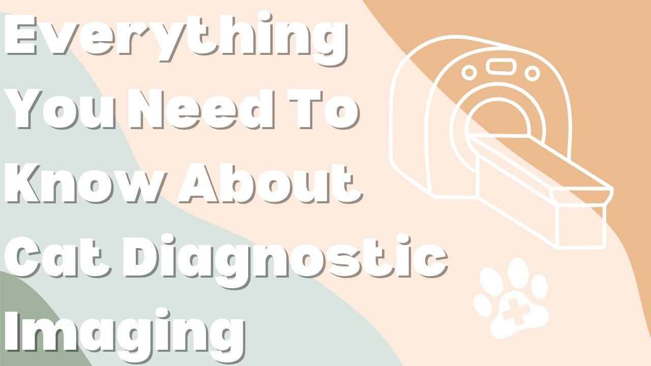 Everything You Need To Know About Cat Diagnostic Imaging