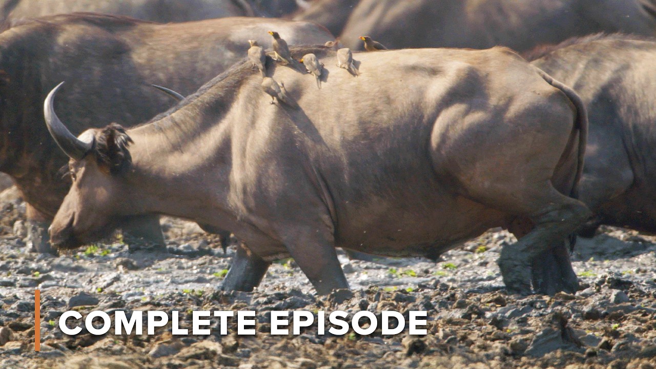 Shrinking Waterhole Claims Life of Desperate Buffalo | The Big Dry 101