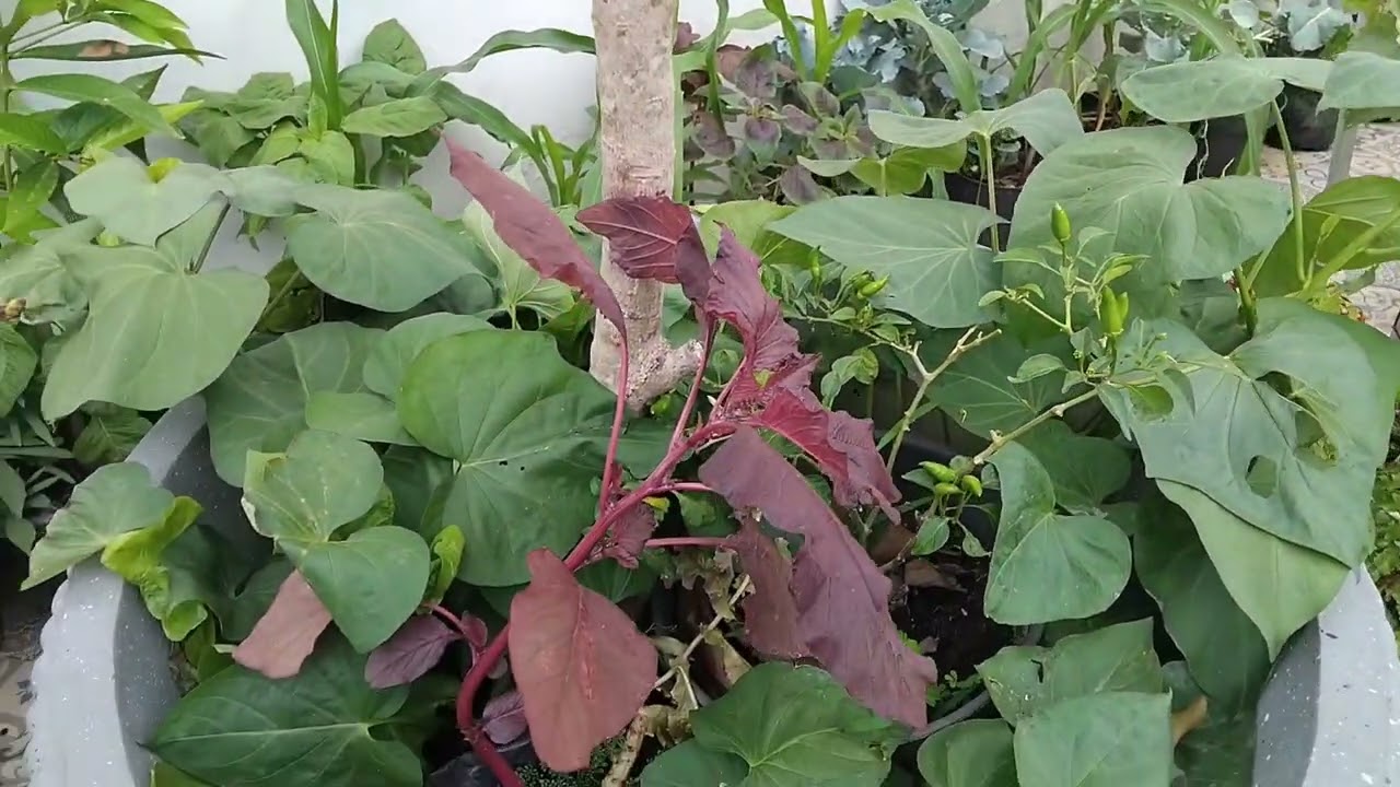 Susah dan senangnya berkebun secara organic 😅💪