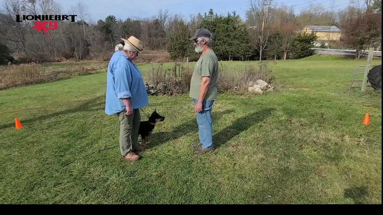Teach your dog to be polite!