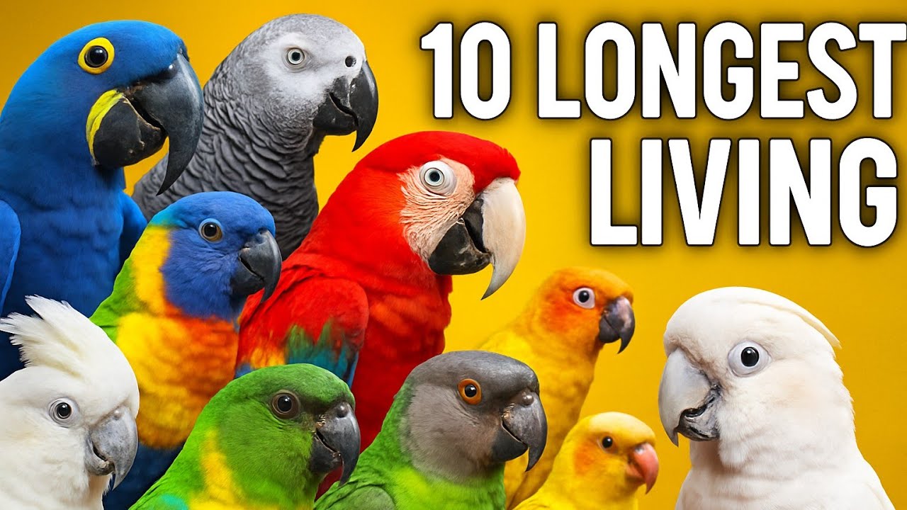 Топ-10 самых долгоживущих попугаев в мире 🦜 | Вы не поверите! №1!