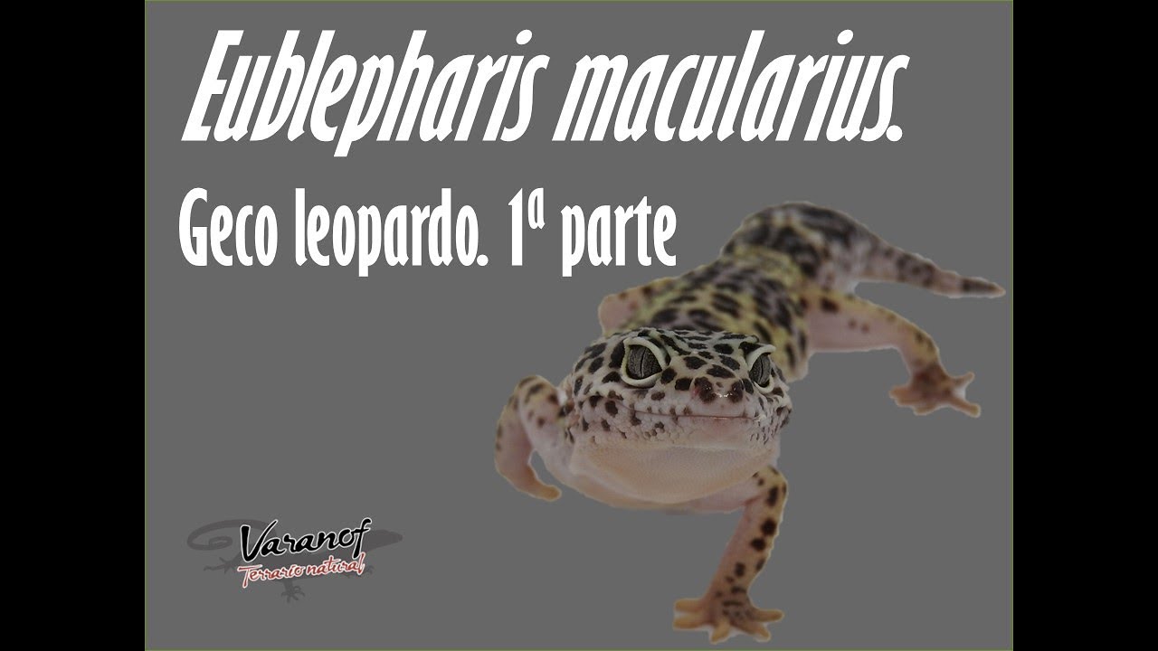 Eublepharis macularius, geco leopardo, en terrario.