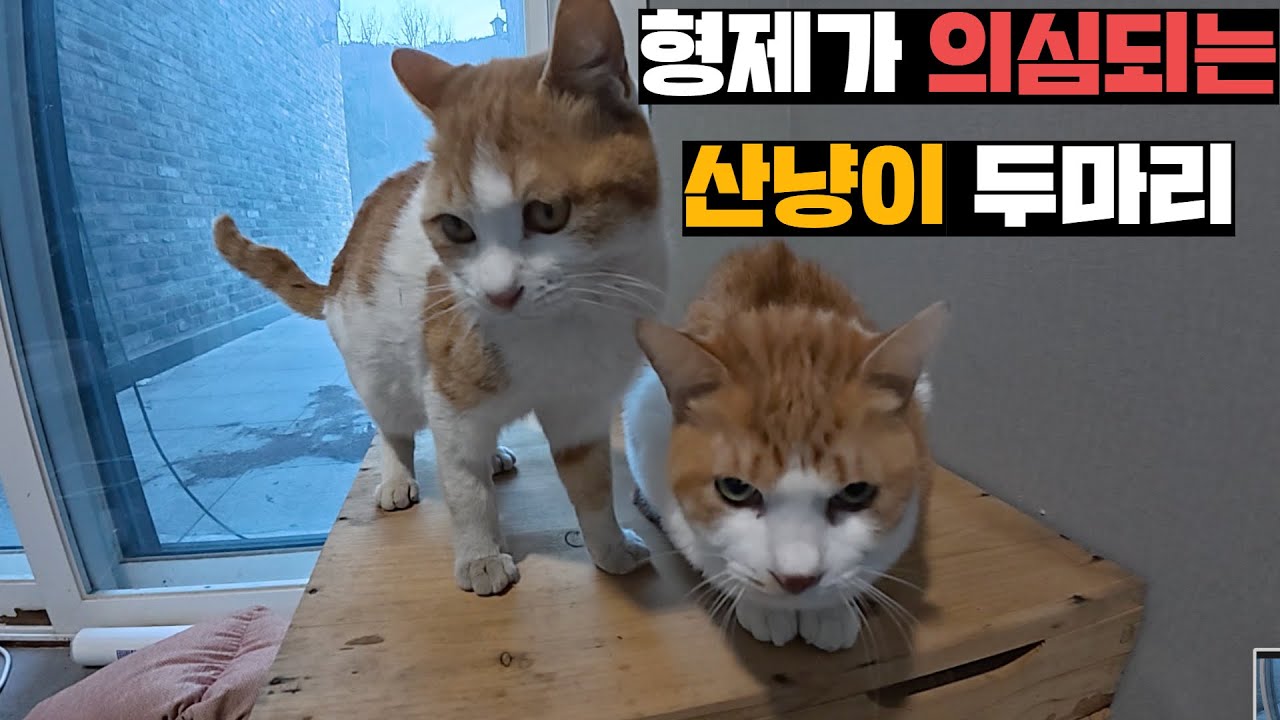 2년 주기로 줍줍했는데 너무 닮은 양봉장 쥐잡냥이 두마리