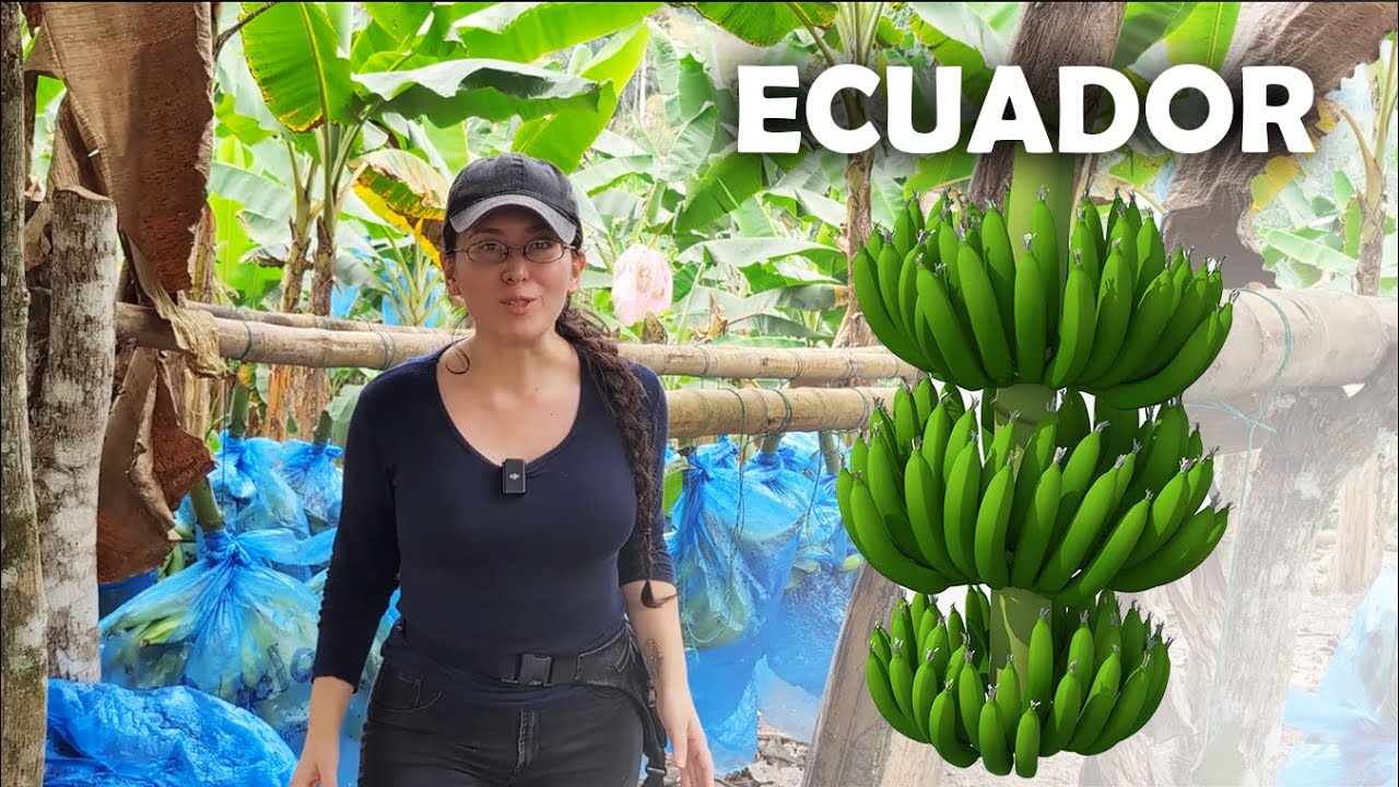 Así se cosecha el PLÁTANO VERDE de exportación en ECUADOR