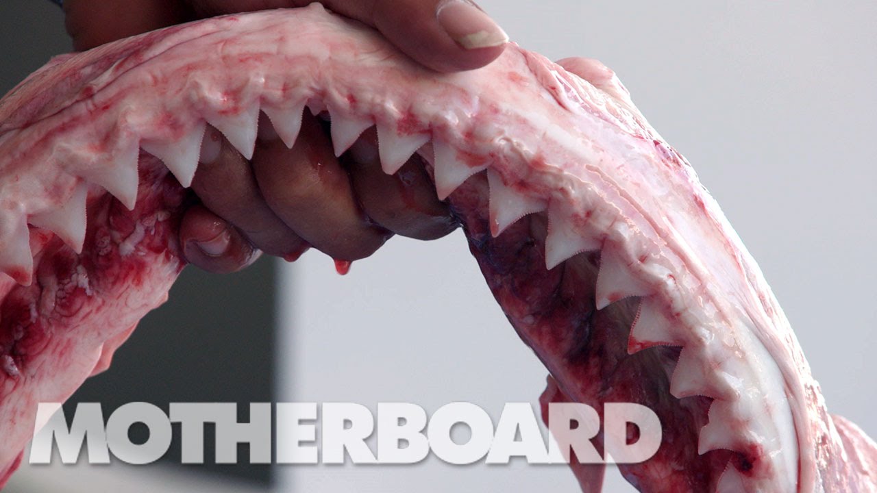 Surrounded: Island of the Sharks (Full Length)