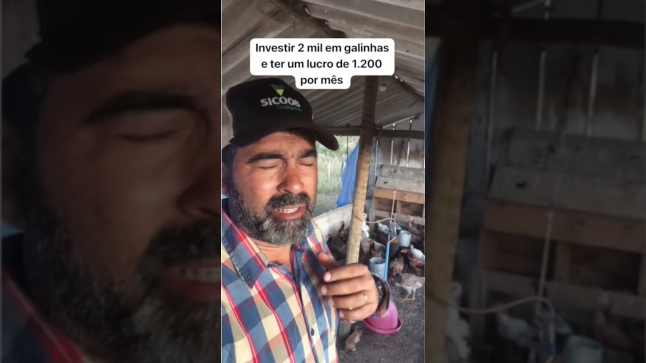 Investir 2 mil reais para criar 30 galinhas e ter um lucro de 1.200 por m&ecirc;s