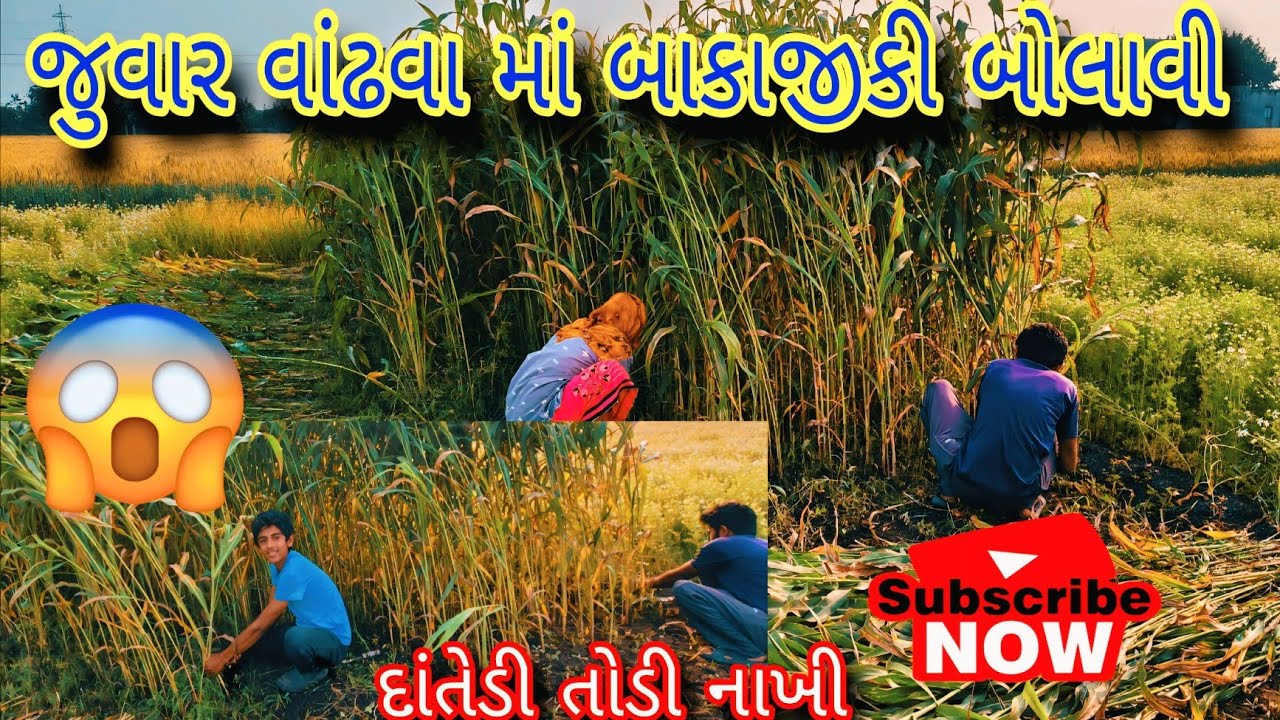 જુવાર વાઠી નાખી #trending #sisodiya mahendra vlogs #vlog #viral #funny #comedy #ketibadi #farming 