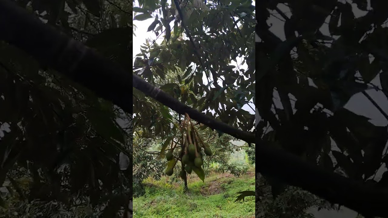 Kebun durian mula berputik 