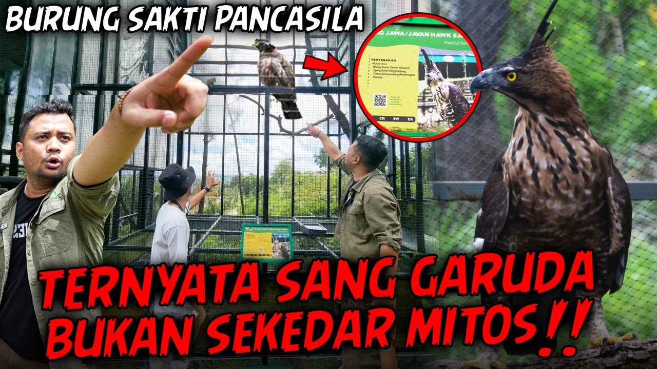 PANJI BERTEMU SANG GARUDA‼️BURUNG SAKTI LAMBANG NEGARA TERNYATA BUKAN MITOS..