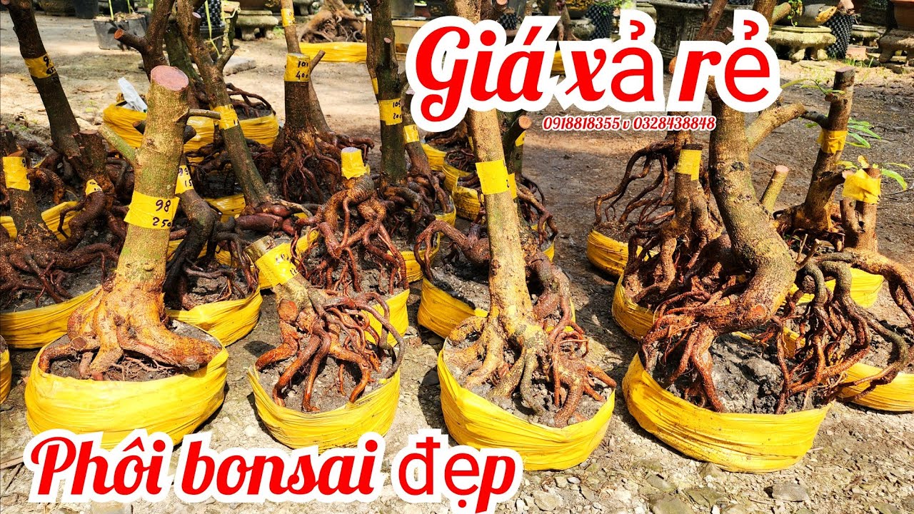 7/2 a Nên 0918818355 v 0328438848 phôi mai bonsai đẹp giá rẻ xả hàng|MaivàngThanhTâm