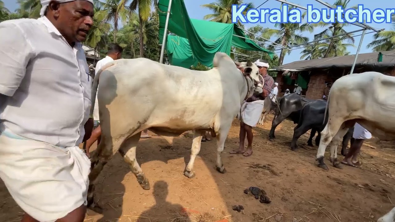 08/10/2025  നു നടന്ന ചന്തയിലെ കന്നുകാലികളും അവയുടെ വിലയും