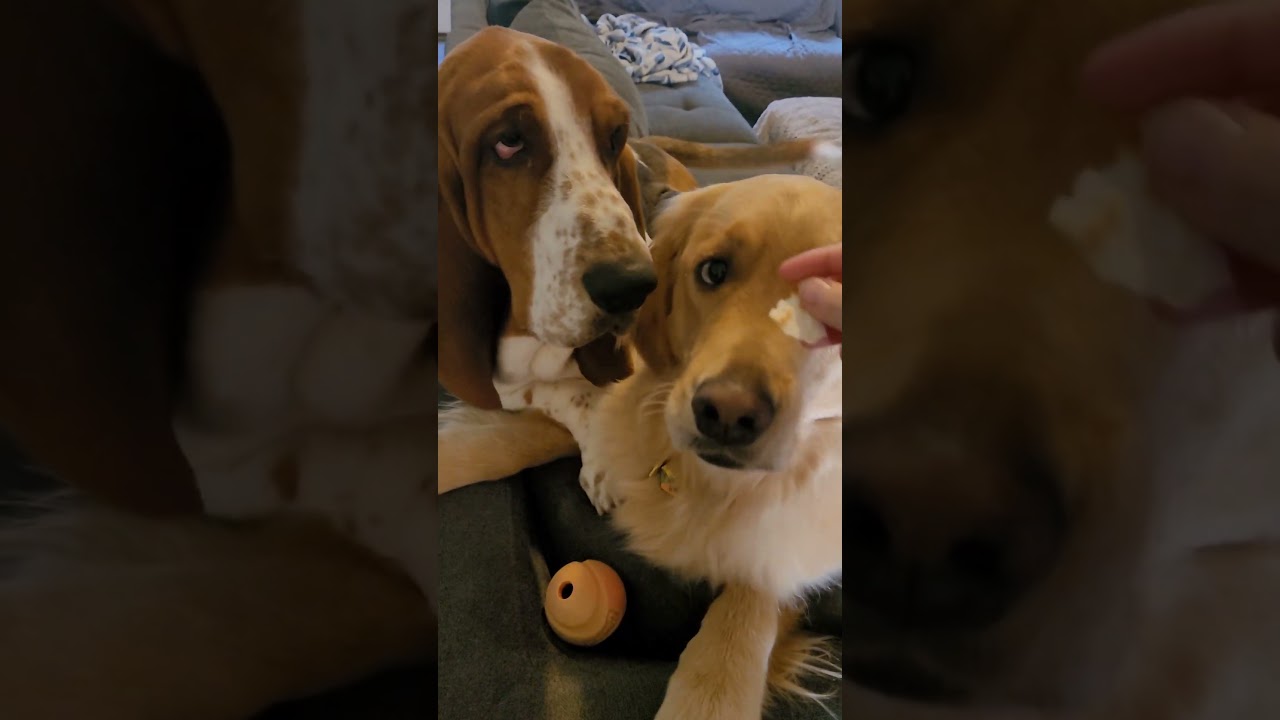 POV: When you Teach your Dog a New Trick but also have a Basset 