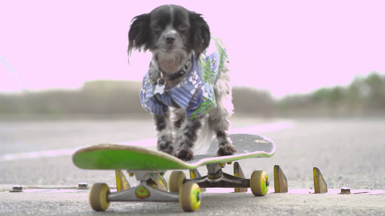 Murdy the Dawg Redirect