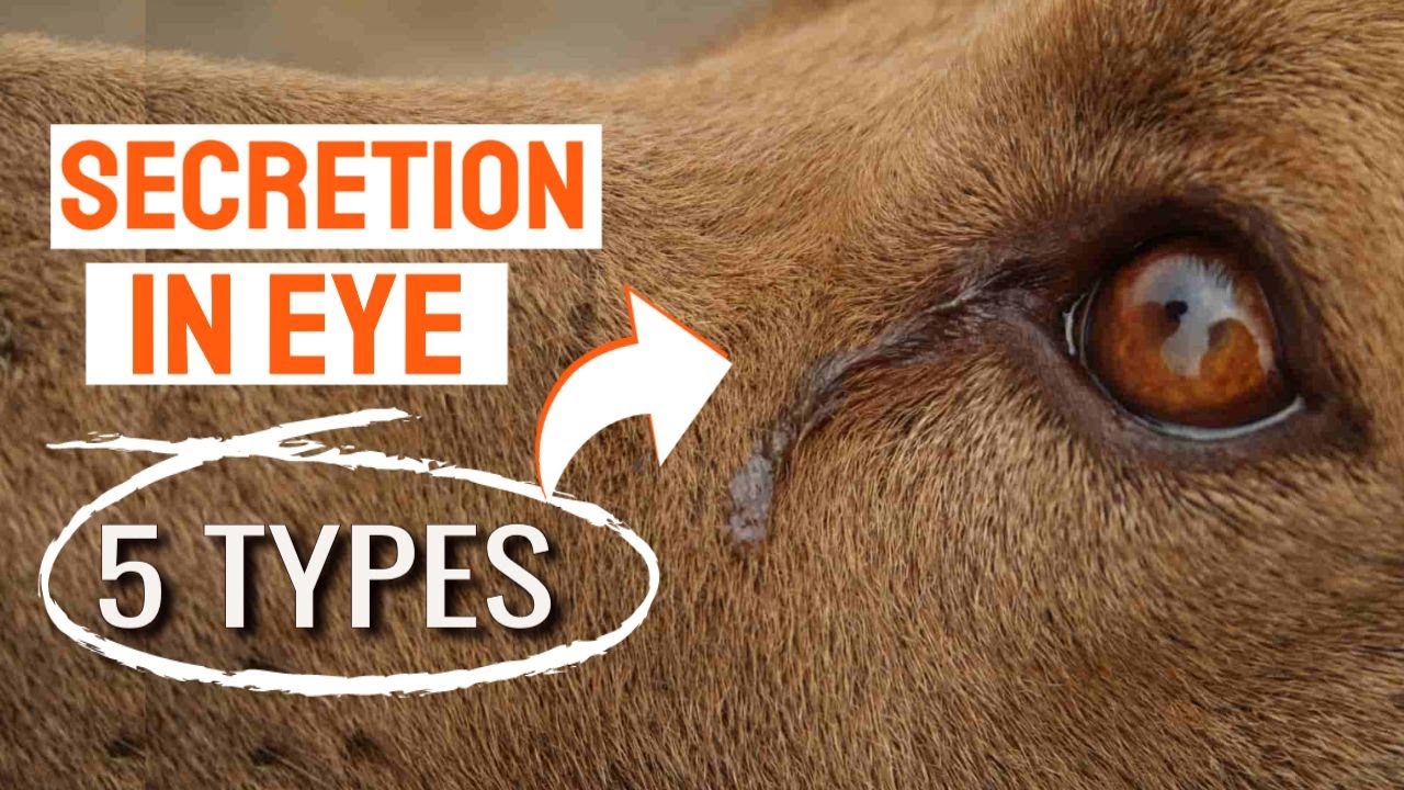 🐶👁5 ТИПОВ ГЛАЗНОЙ СЕКРЕЦИИ У СОБАКИ