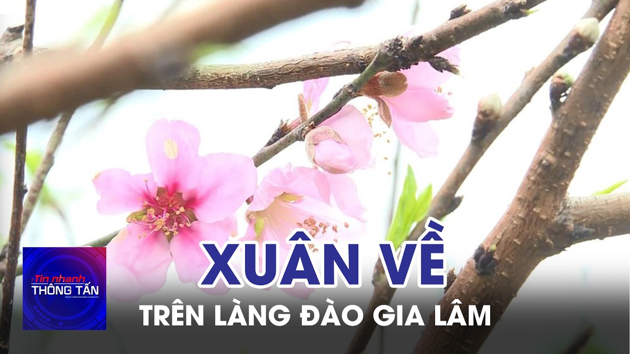 Xuân về trên làng đào Gia Lâm | Tin nhanh Thông tấn