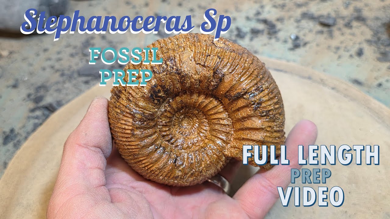 Stephanoceras Sp Fossil Prep Full Length Version