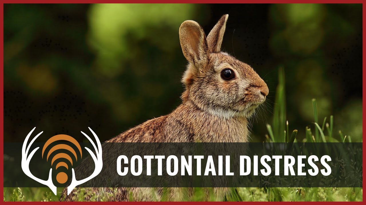Cottontail Rabbit Distress - Predator Hunting Call!
