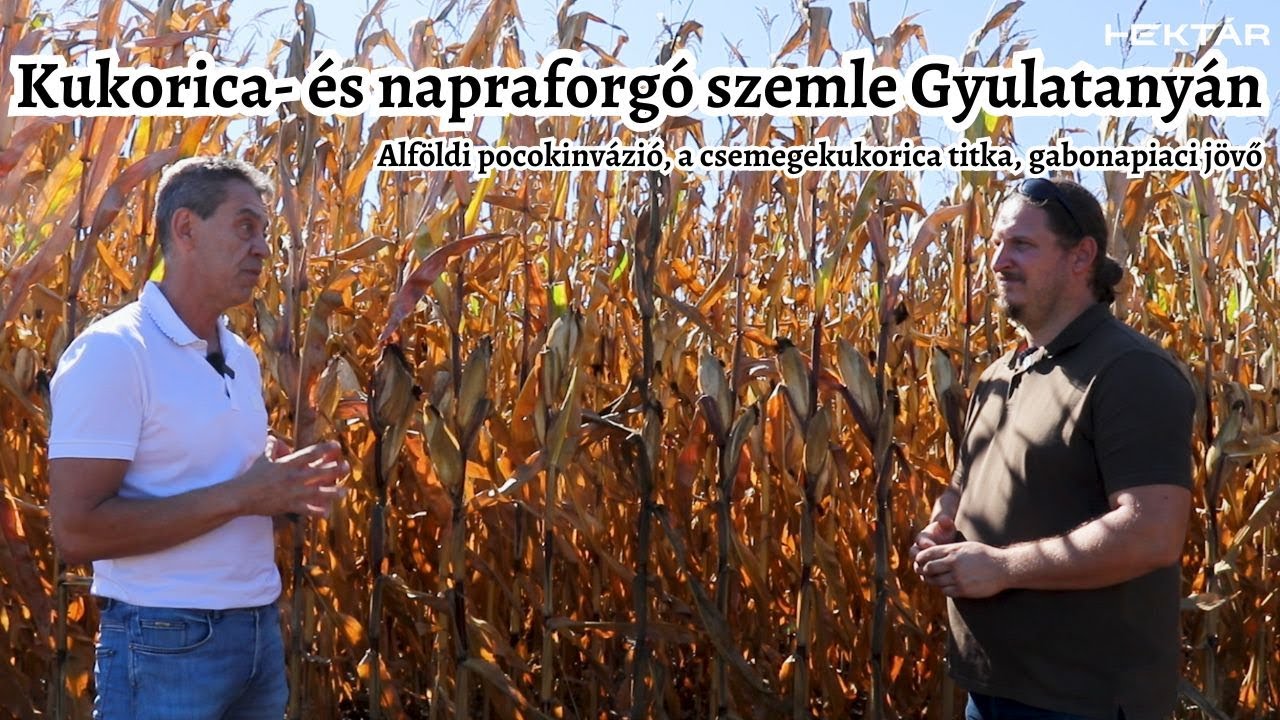 Ahol minden növényen nyereség van - Gyulatanyán a Vulcan Agroval