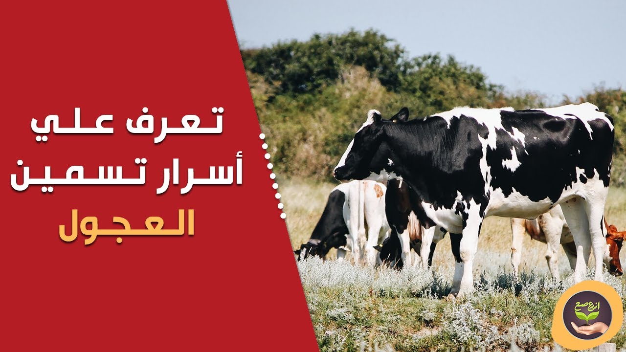 المدارس الحقلية| معلومات هامة لاول مره عن تسمين العجول