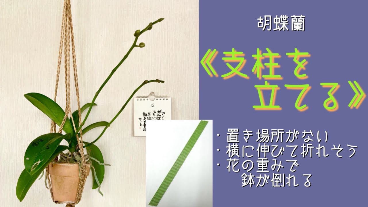 2024年1月5日　胡蝶蘭　《支柱を立てる》　蕾が膨らんでくる頃が支柱を立てやすい　マクラメハンガー　【Natural orchid 蘭】  本年もどうぞ宜しくお願い致します。