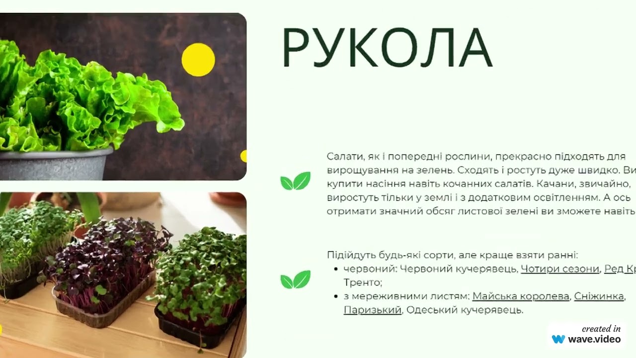 Зелень на підвіконні // салат // вікторина