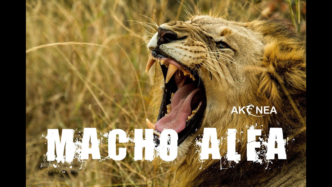 Hipnosis para Convertirse en un Macho Alfa