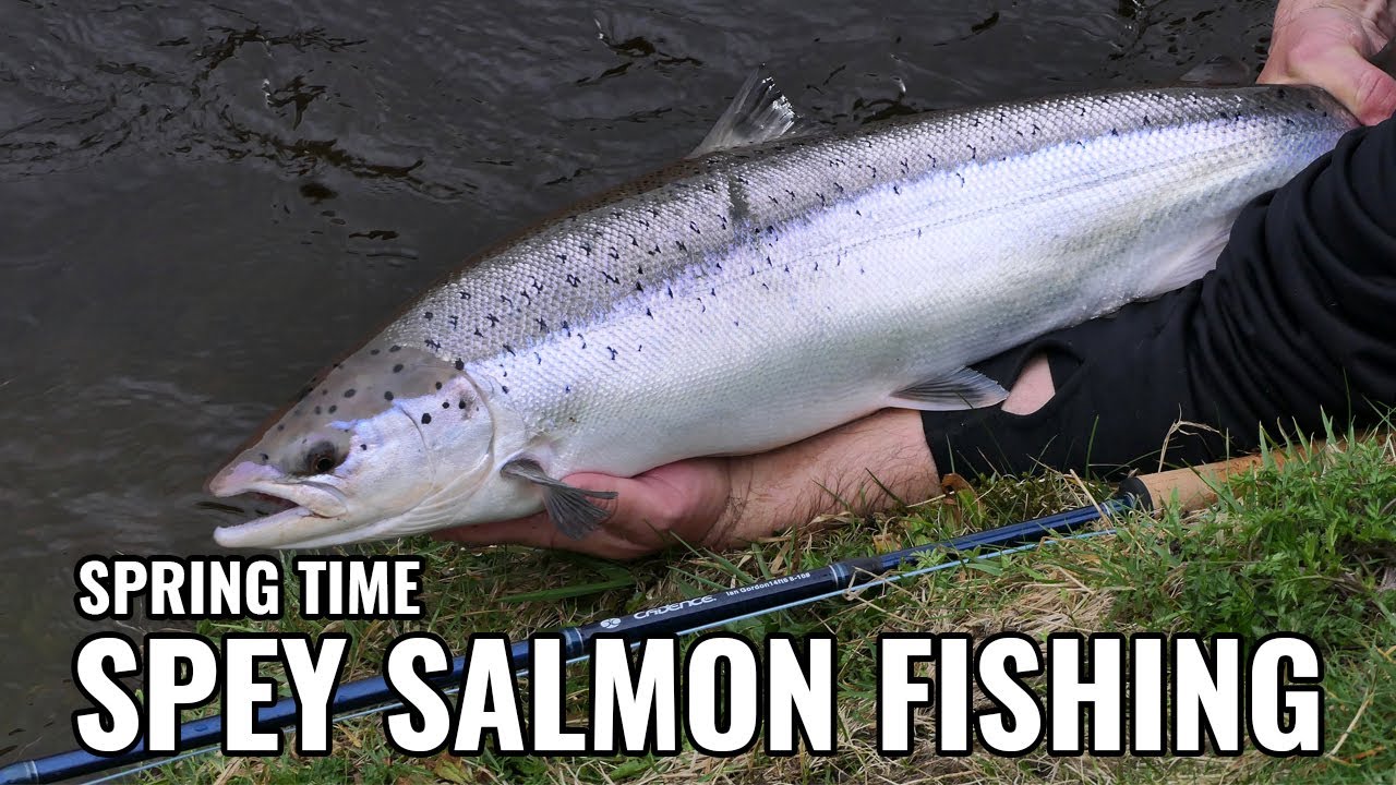River Spey Spring Time Salmon Fishing with Ian Gordon