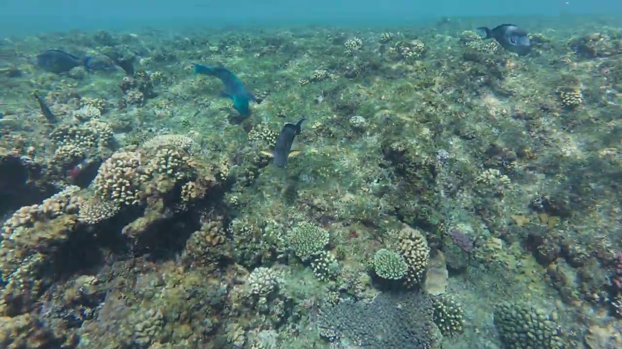 Sentido Akassia Beach snorkeling reef 2025