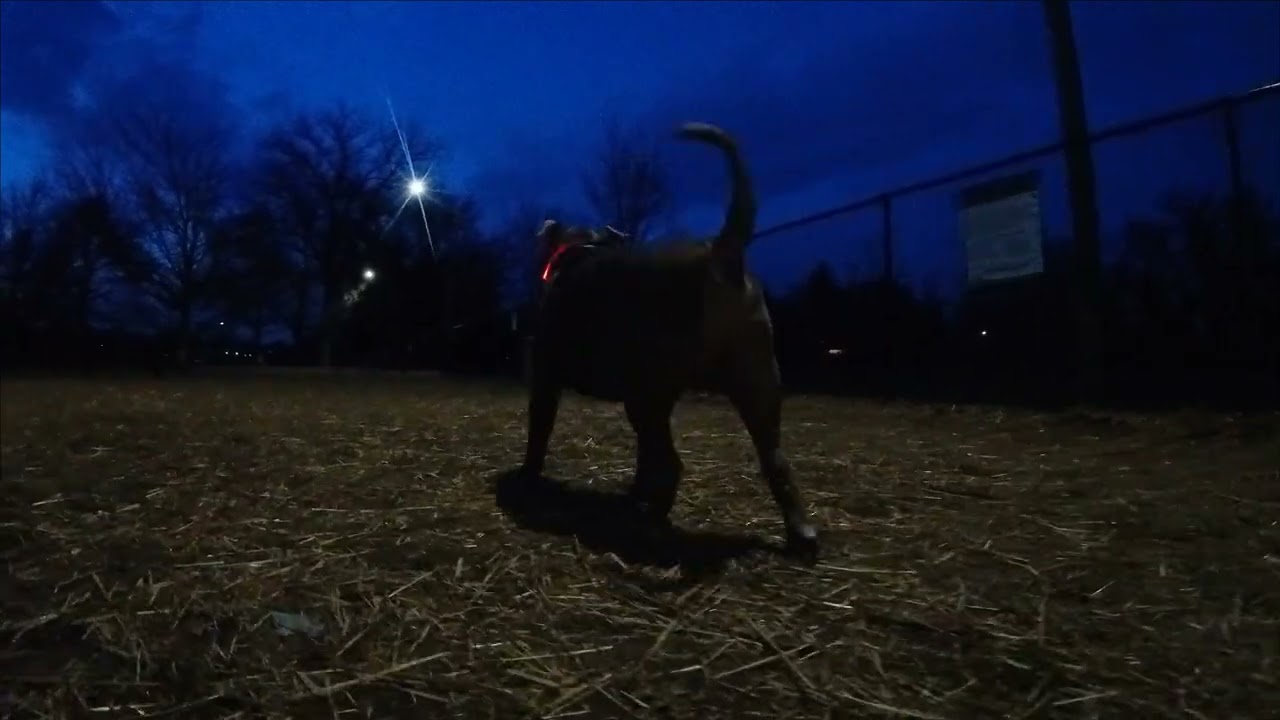 Shadow out at night at the dog park.🐾🐾🐾🐾 #dogsofyoutube #doggielife #dogpark 