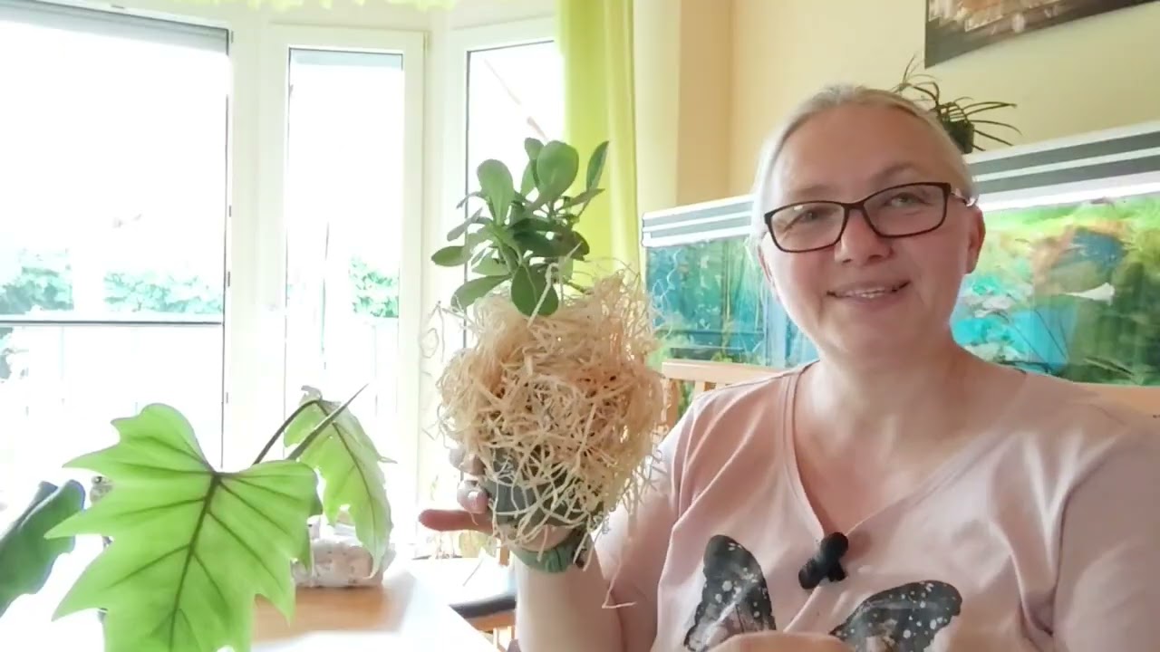Unboxing ,Adenium gefunden.Tolle Sorten Philodendron und Samenkäufe