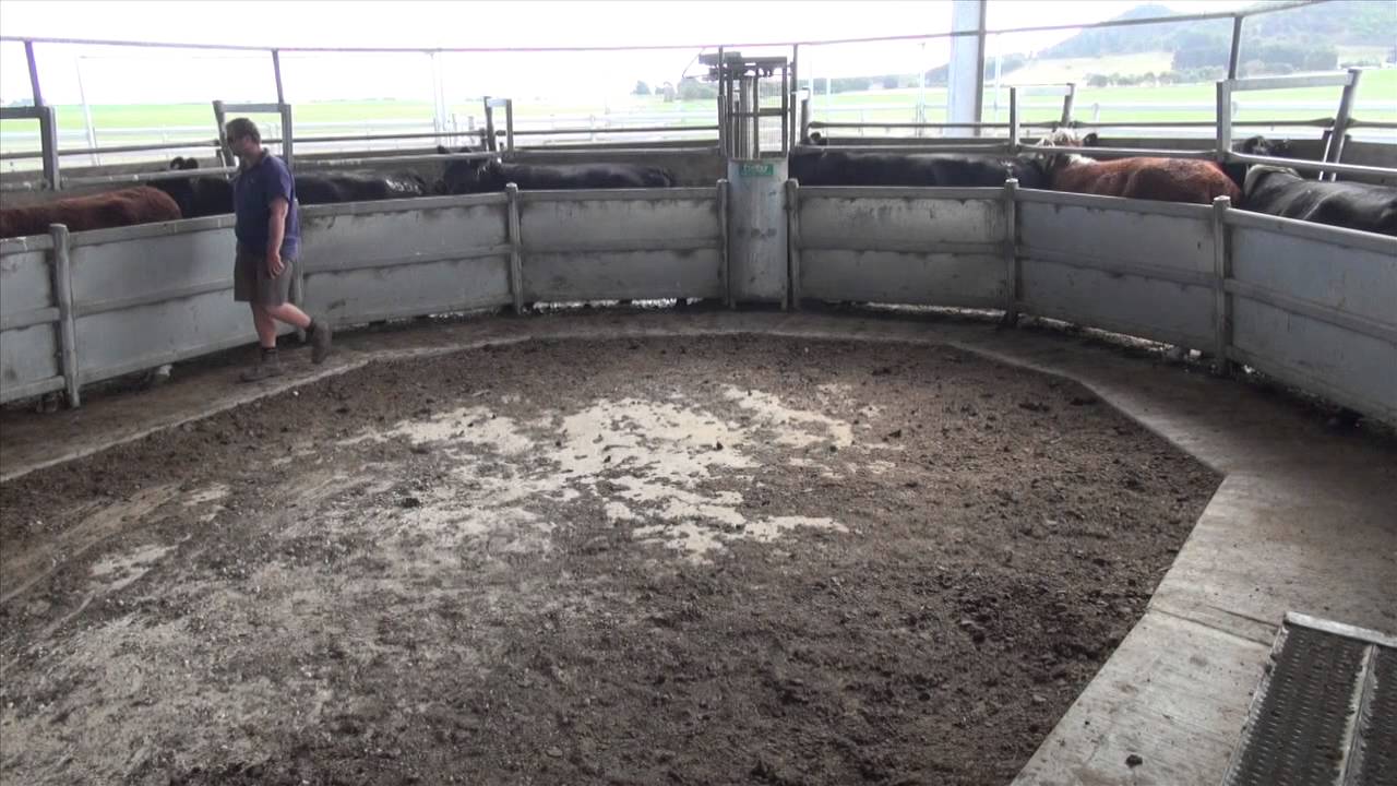 ProWay cattle yards - Mt Schanck, South Australia