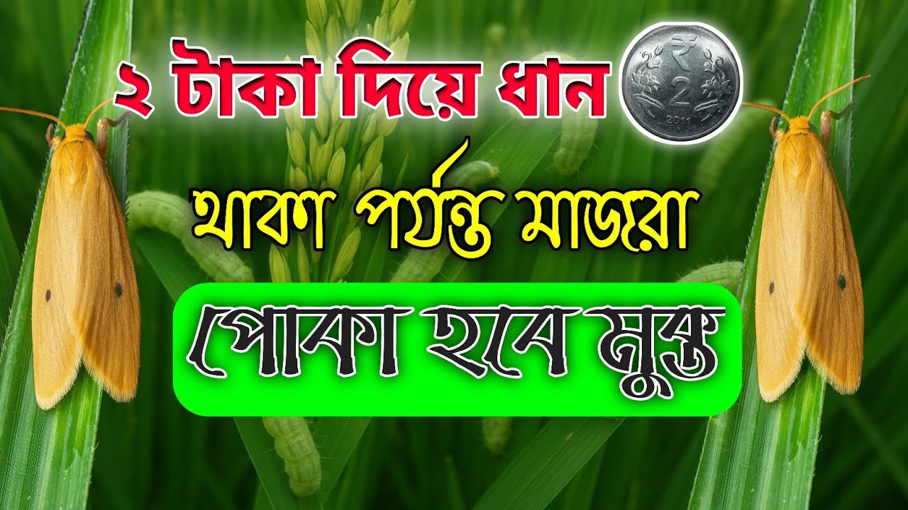 মাত্র ২ টাকা খরচে ধানের মাজরা পোকার | মাজরা পোকা মুক্ত ধান ক্ষেতের গোপন কৌশল। #farming #ধানচাষ