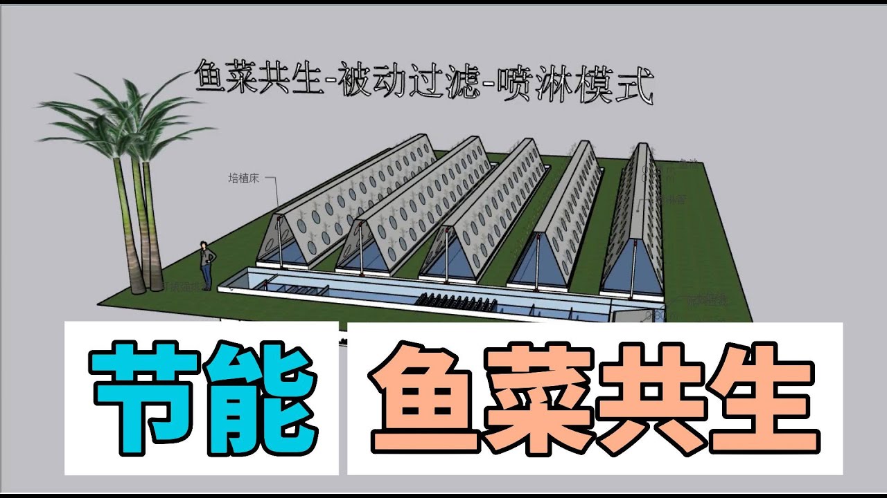 节能减排的鱼菜共生系统