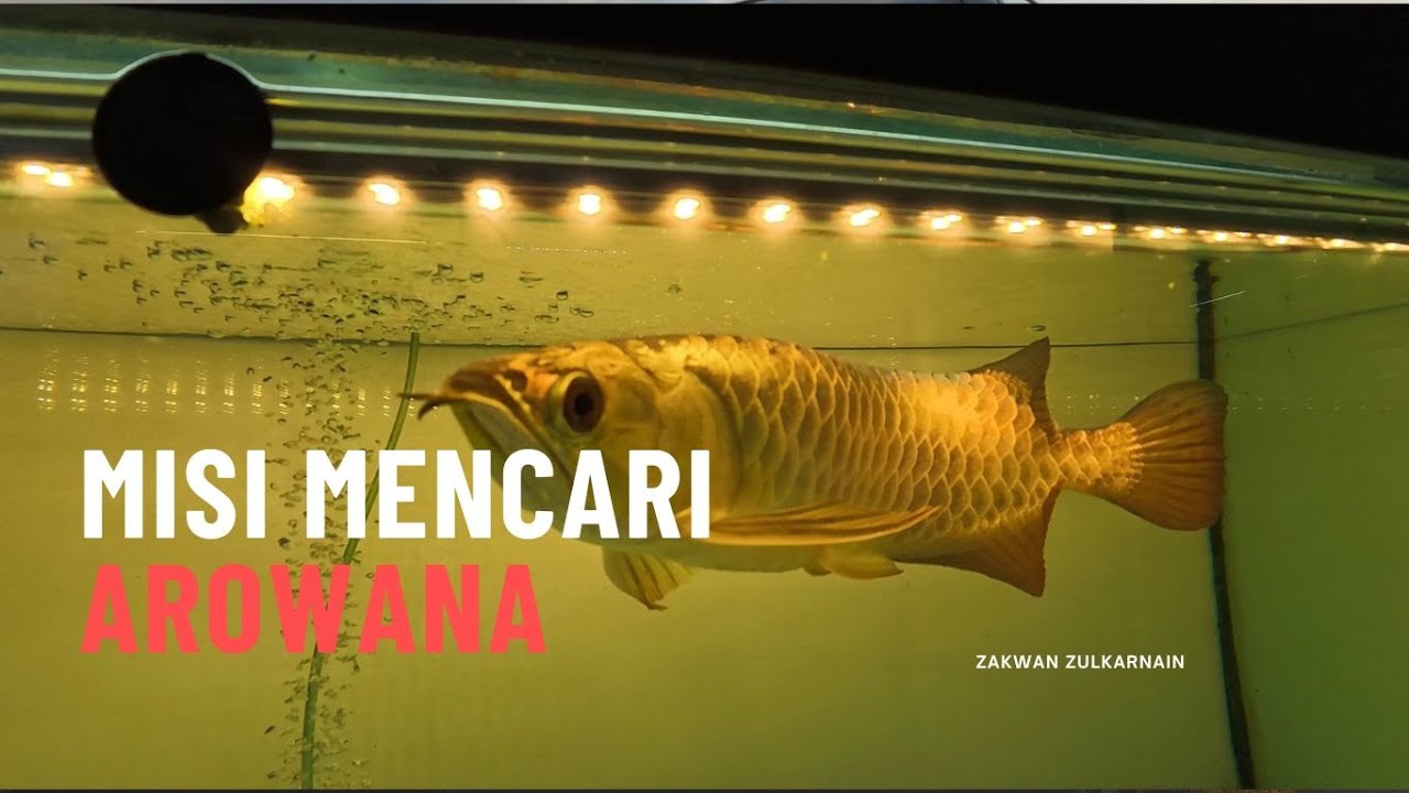 Arowana Bukit Merah