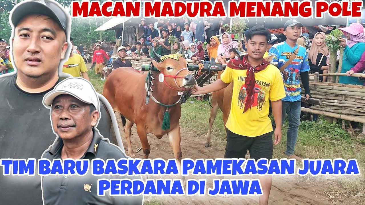 KOLABORASI JAWA MADURA BERHASIL JUARA || MACAN MADURA TAK TERKALAHKAN SAMPAI SAAT INI 🔥🔥