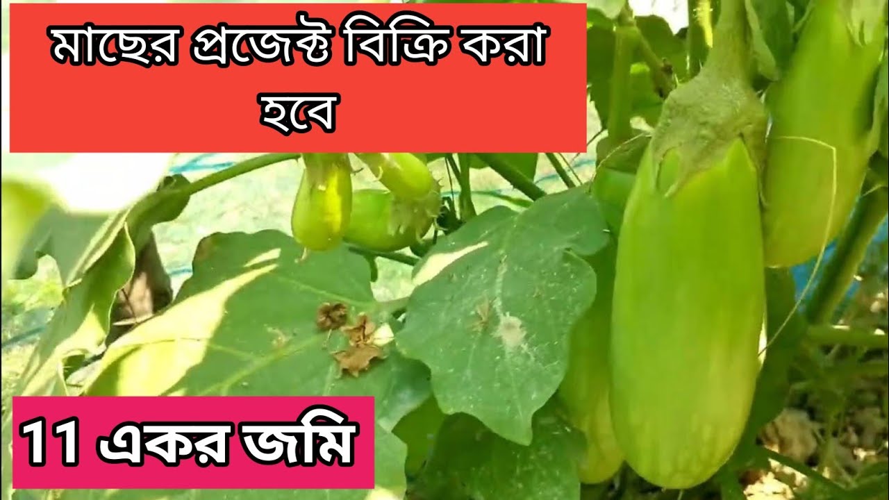 জায়গা বিক্রি করা হবে মাছের ফসল বিক্রি করা হবে 01853111049