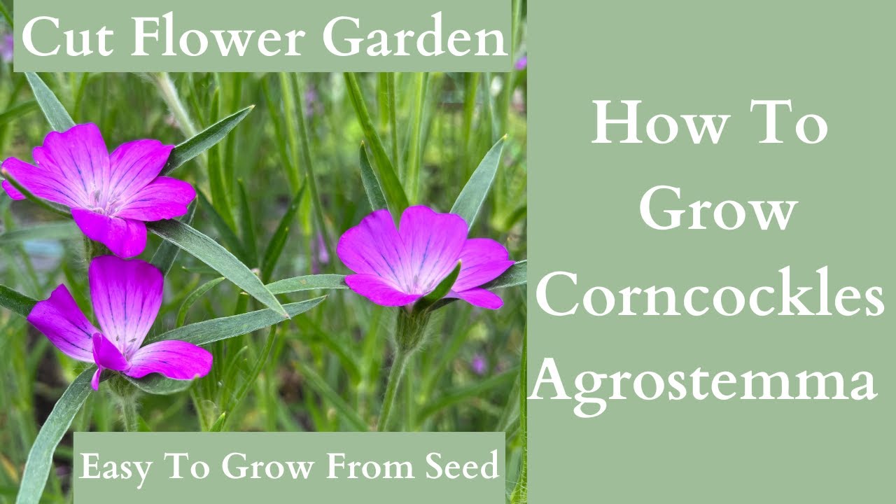 How To Grow Corncockles | Agrostemma Flowers