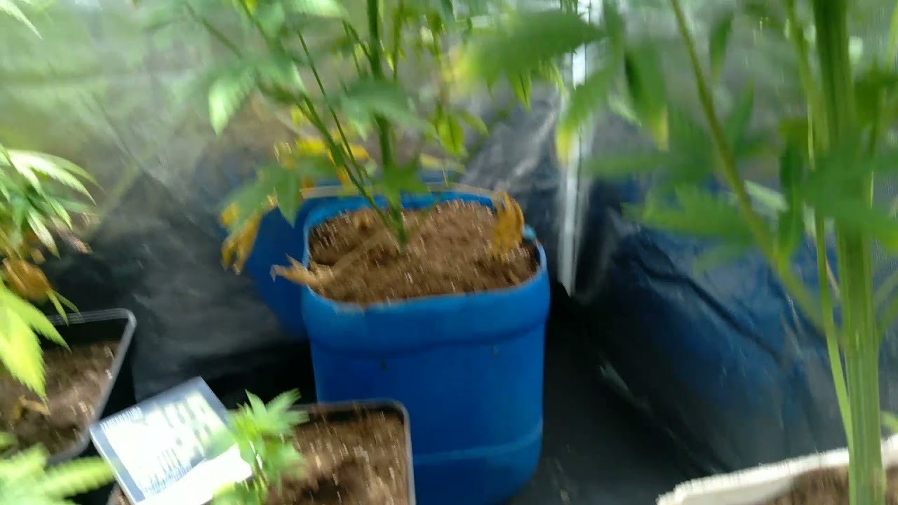 magnum buddha seeds, mazar, california orange dutch passion