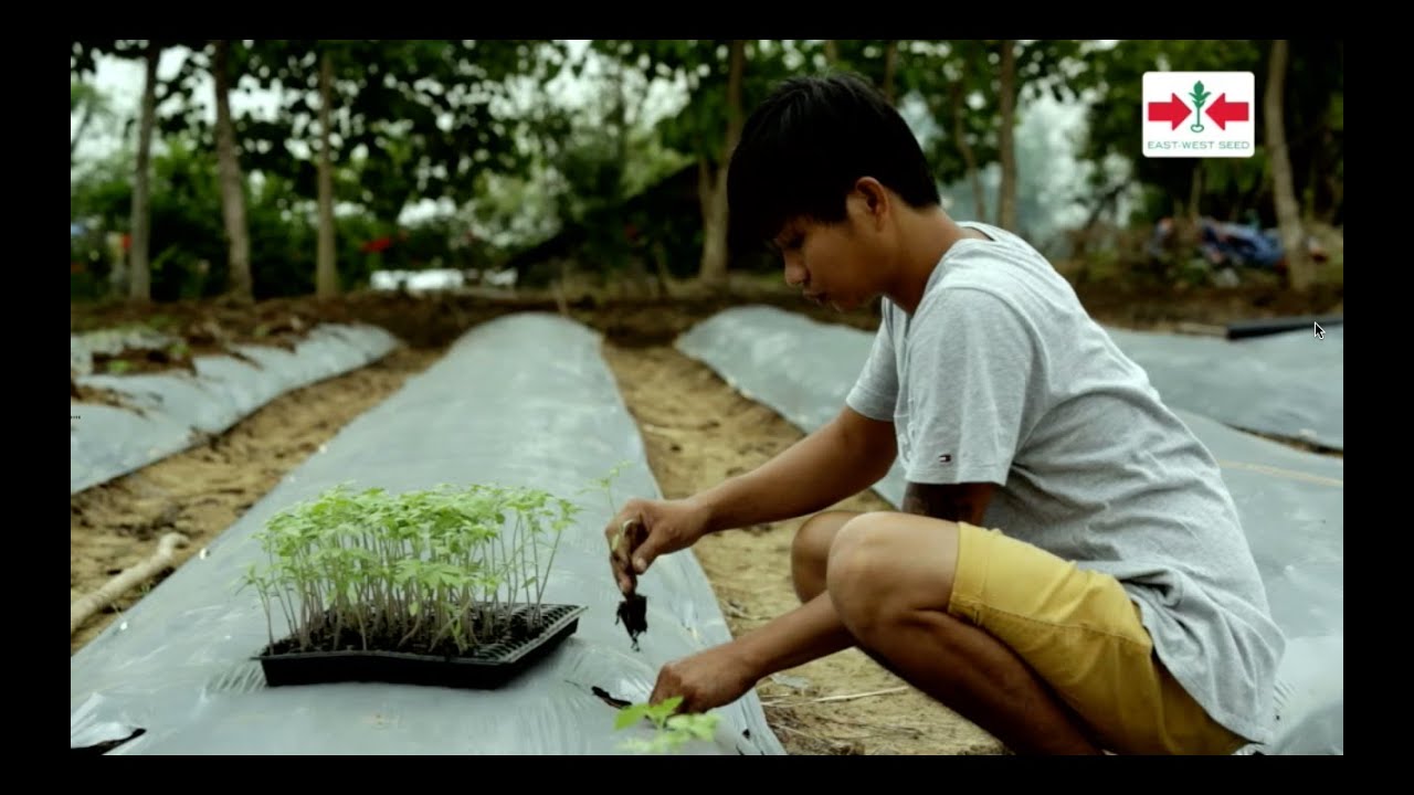 Step by step guide in growing Tomato. Kumpletong gabay sa pagtatanim ng Kamatis.