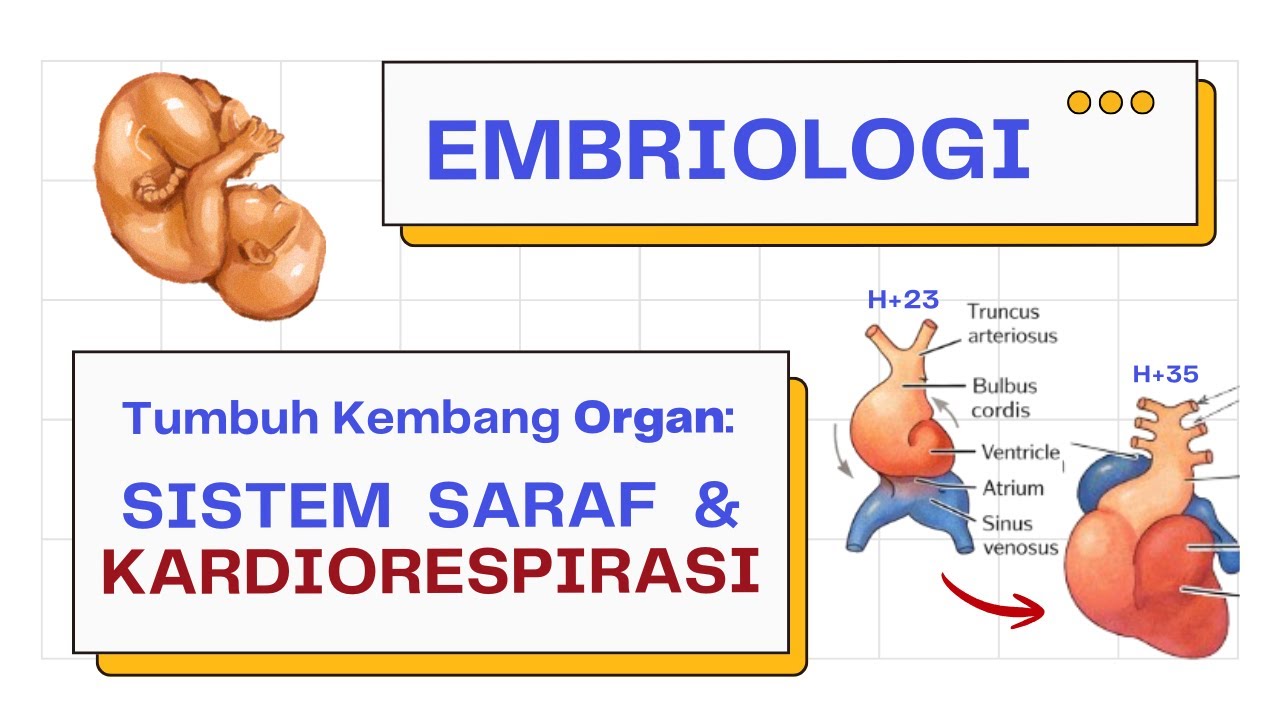 Embryologi Organ: Sistem Saraf, Kardiovaskular & Respirasi | Tumbuh Kembang Organ Part 1