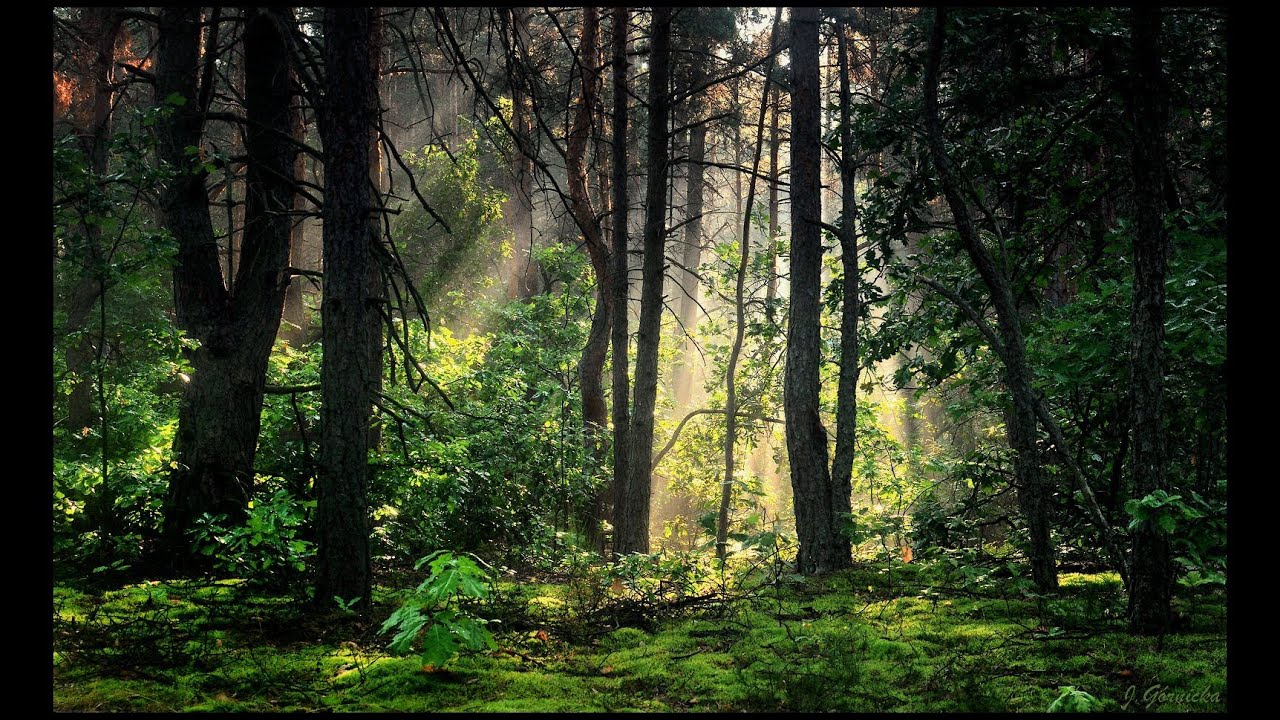 Morning In The Forest | Ambience | HD