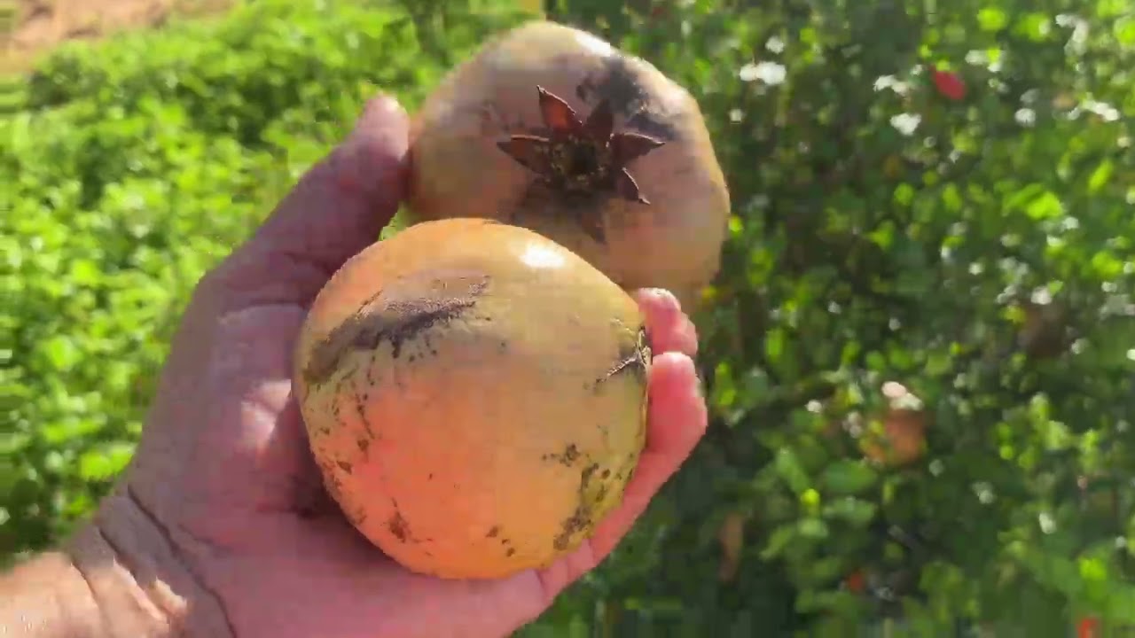 TOUR PELAS FRUTÍFERAS DA CHÁCARA/VIDA NA ROÇA 🏠🌻🌵♥️