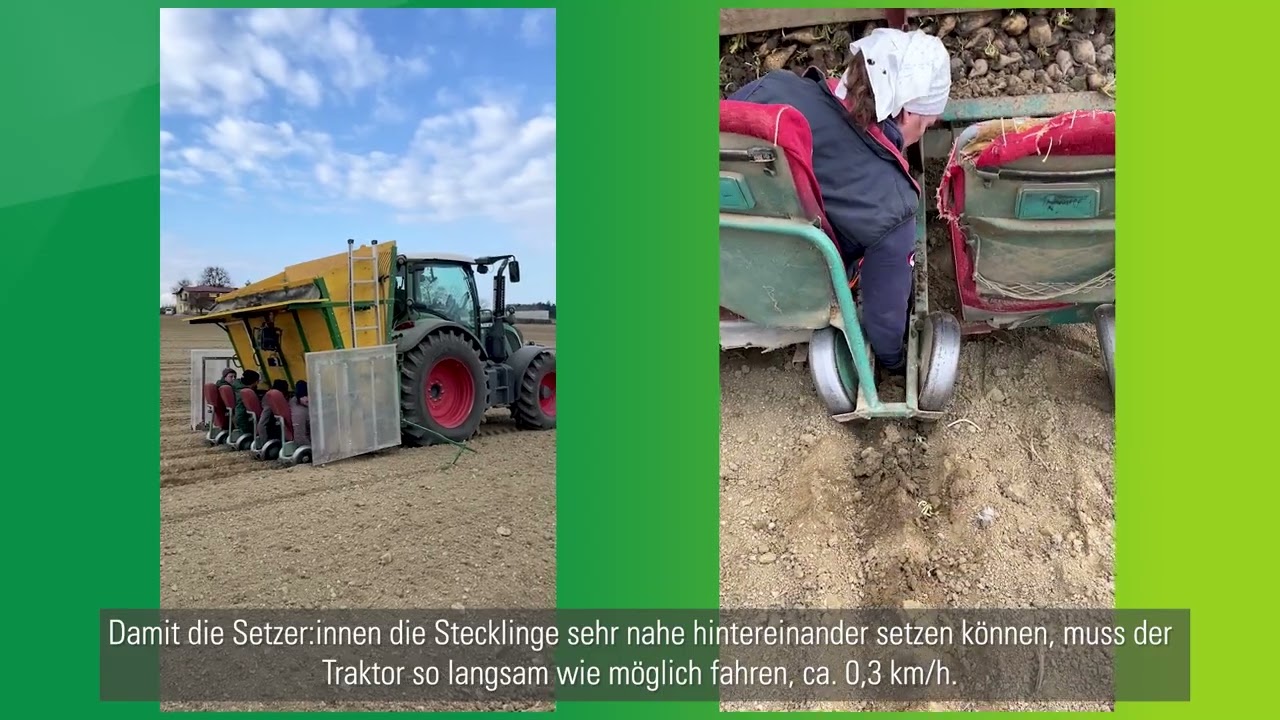 Rübensamenvermehrung - Wie aus einer Zuckerrübe Samen gewonnen wird