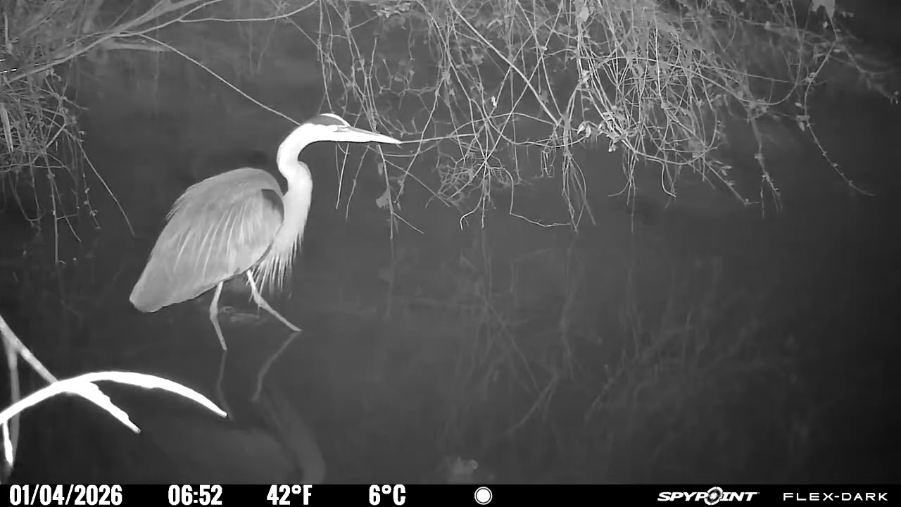 More Great Blue Heron (With Bonus Beaver Appearance)