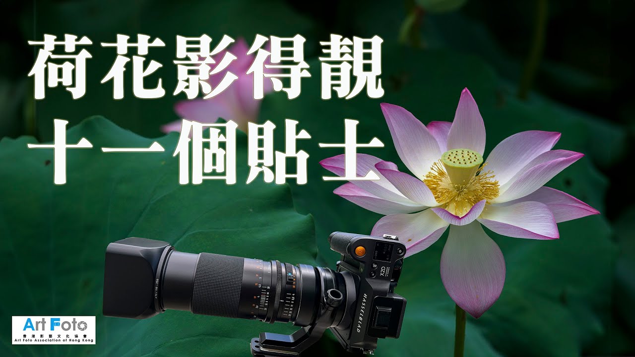 【攝影教學 #309】荷花影得靚的十一個貼士 (雲泉仙館）(Hasselblad X2D, FE 250mm, CF 500mm APO)(CC 中文字幕) - Alex Fung FRPS