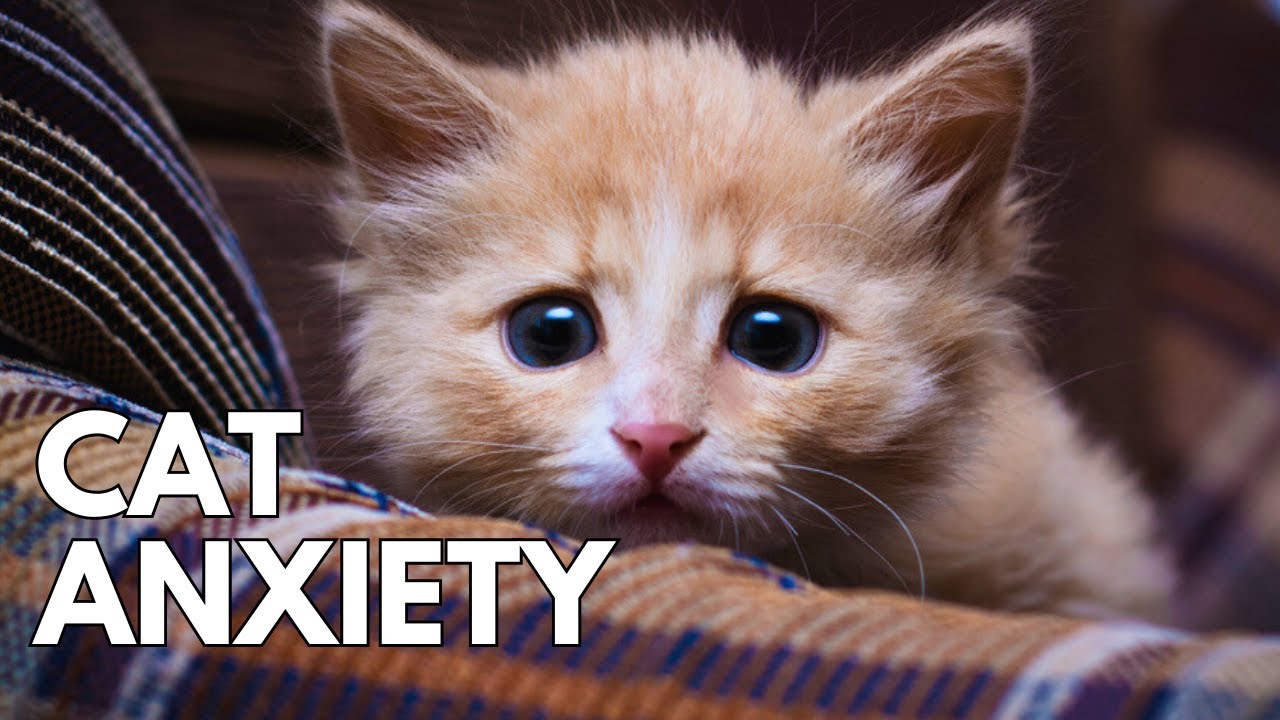 The Ultimate Guide to Cat Anxiety - Managing Anxiety in Cats