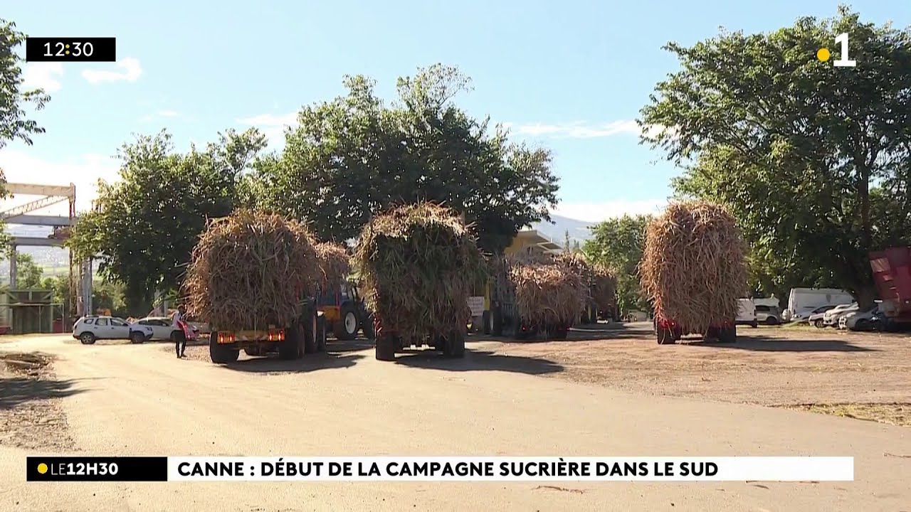 La campagne sucrière 2025 démarre pour le Sud et l’Ouest.